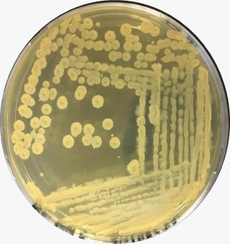 Microbial Ecology